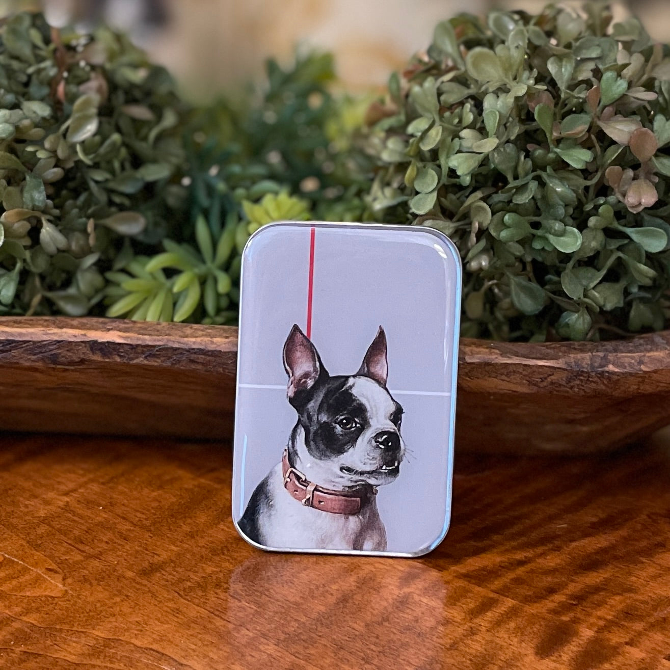 Large boston outlet terrier