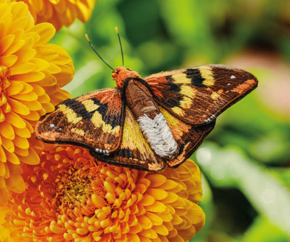 Inspirations | Beautiful Butterflies
