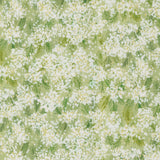 Sweet Cecily ~ Queen Ann ~ 24642 12 Bud