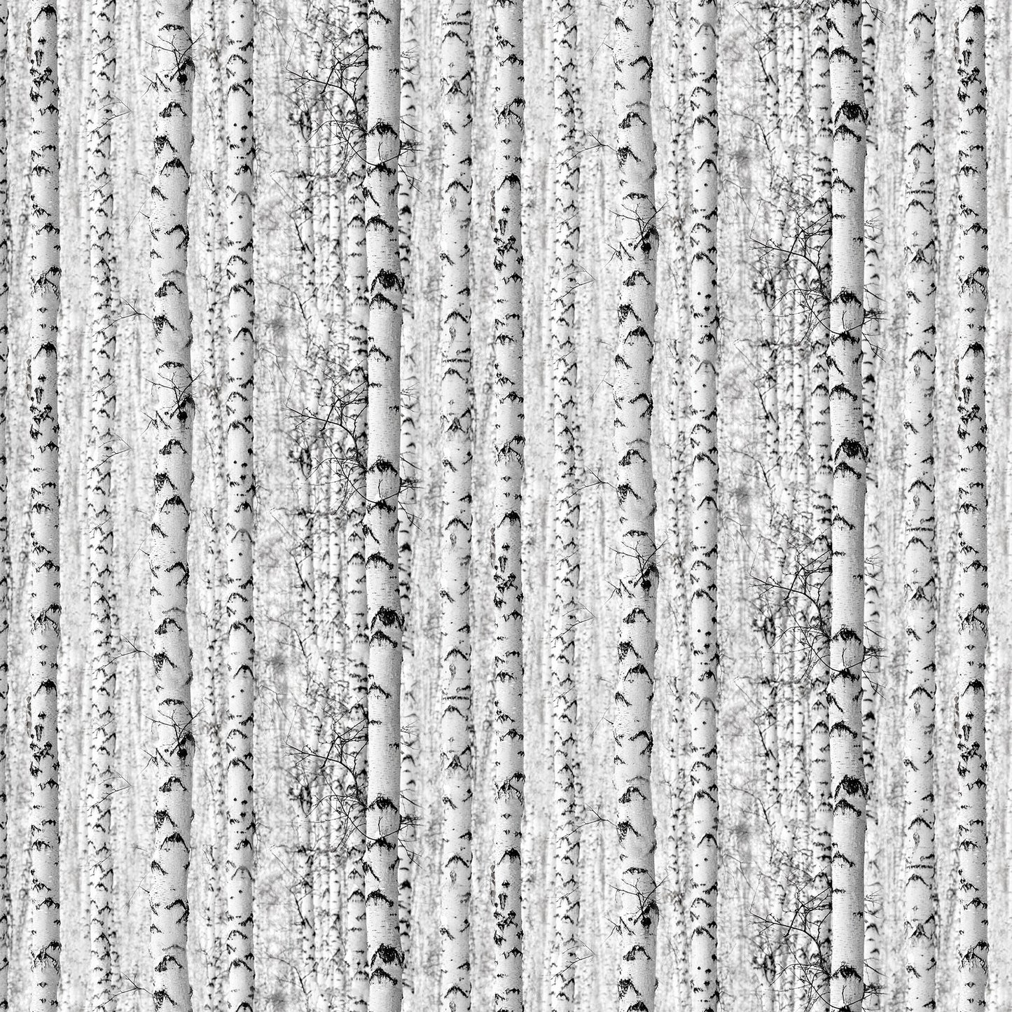 Solitude Naturescapes ~ Birch Trees ~ 26775-91 Grey