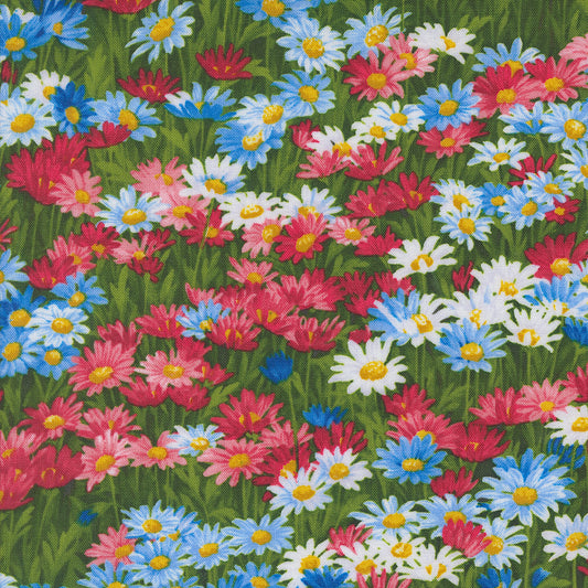 Wildflowers 2024 ~ Daisies 33773 11 Americana