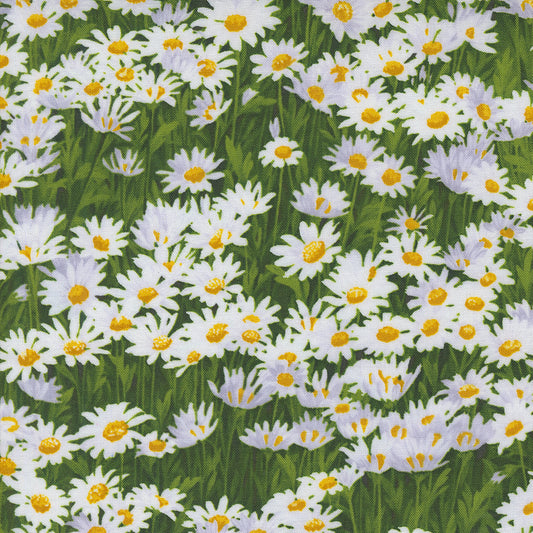 Wildflowers 2024 ~ Daisies 33773 12 Cloud