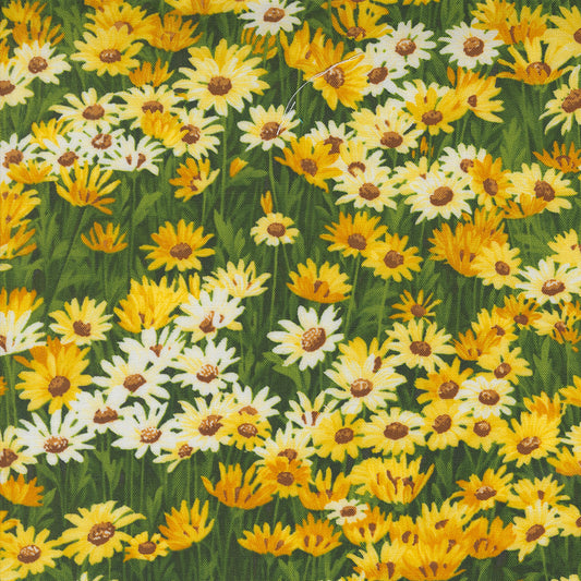 Wildflowers 2024 ~ Daisies 33773 14 Sunshine