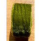 Velvet Ribbon Roll | 24 | Irish Moss