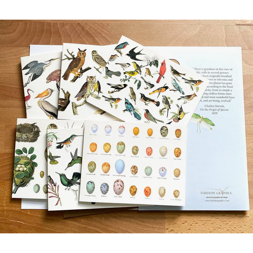 Fairhope Graphics ~ Birds Card Pack