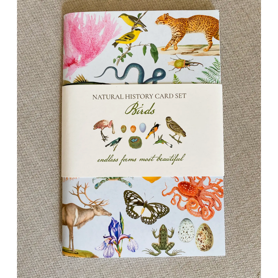 Fairhope Graphics ~ Birds Card Pack