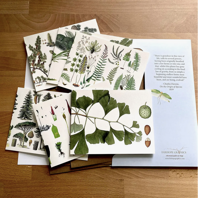 Fairhope Graphics ~ Early Land Plants Card Pack