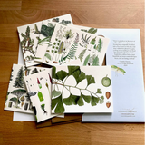 Fairhope Graphics ~ Early Land Plants Card Pack