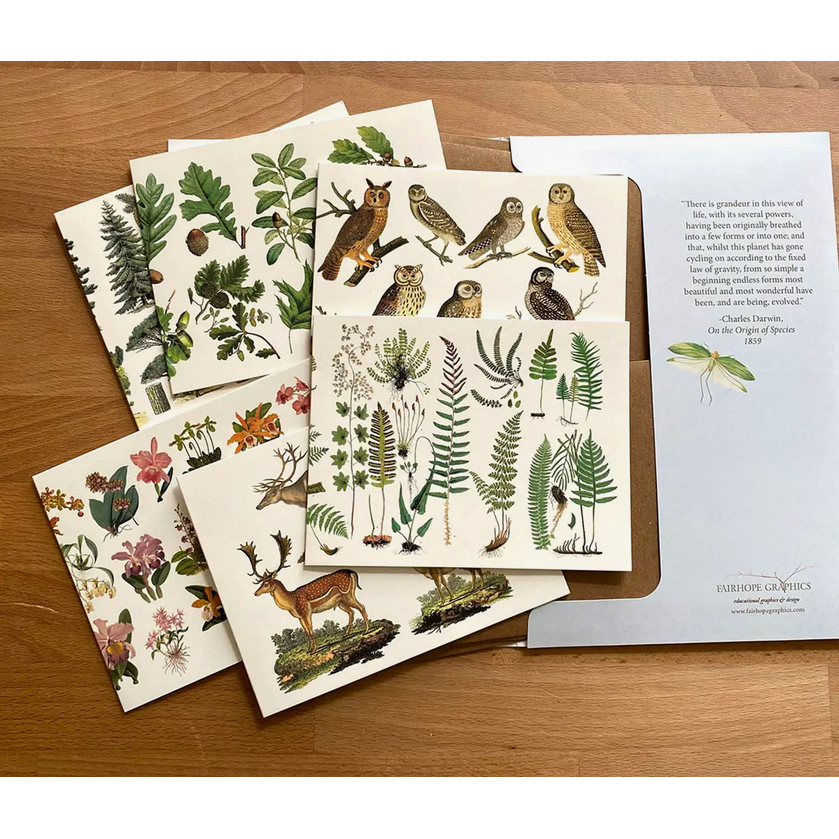 Fairhope Graphics ~ Woodland Card Pack