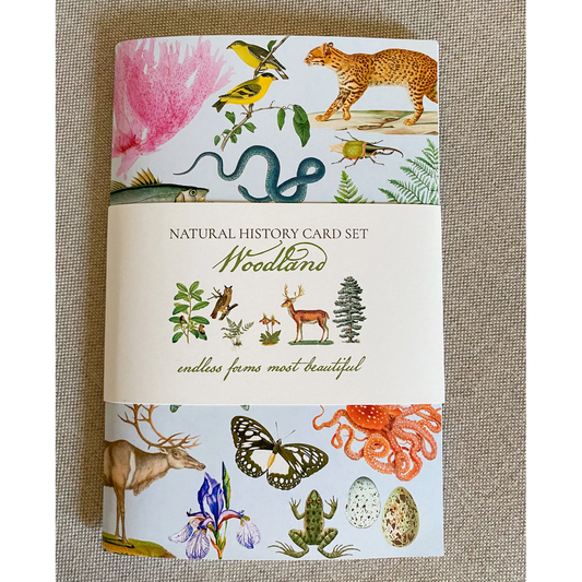 Fairhope Graphics ~ Woodland Card Pack