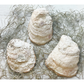 Oyster Trinket Dish | Busy Bee