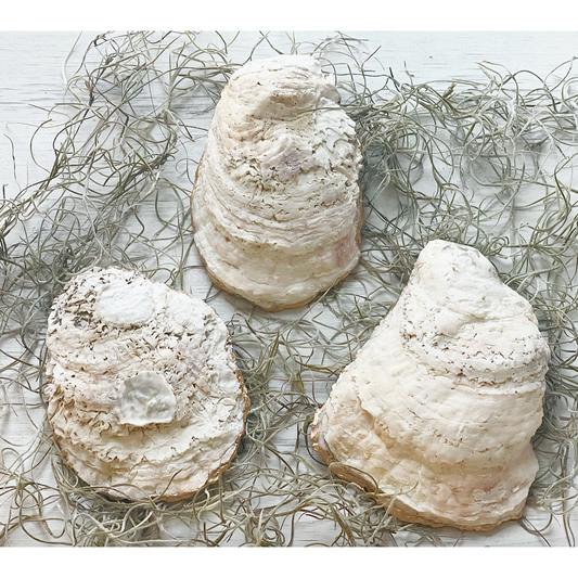 Oyster Trinket Dish | Busy Bee