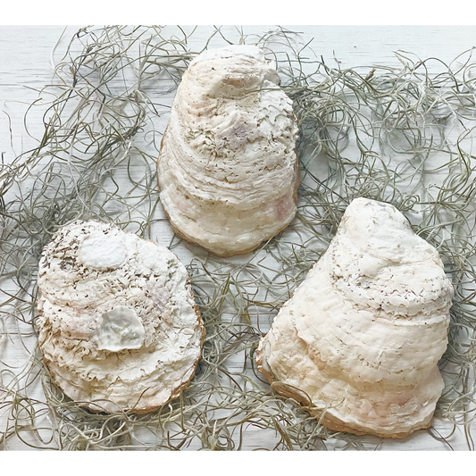 Oyster Trinket Dish | Wild Blueberries