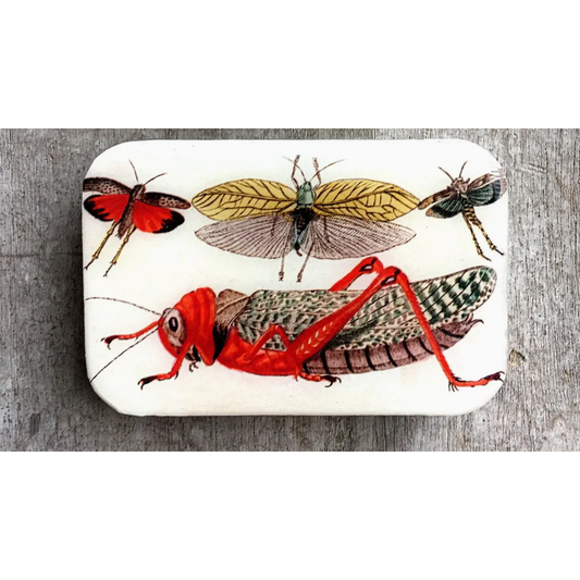 Tin Container with Magnet Large | Cricket