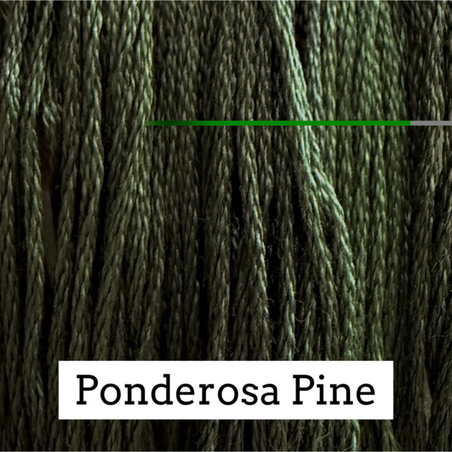 Ponderosa Pine