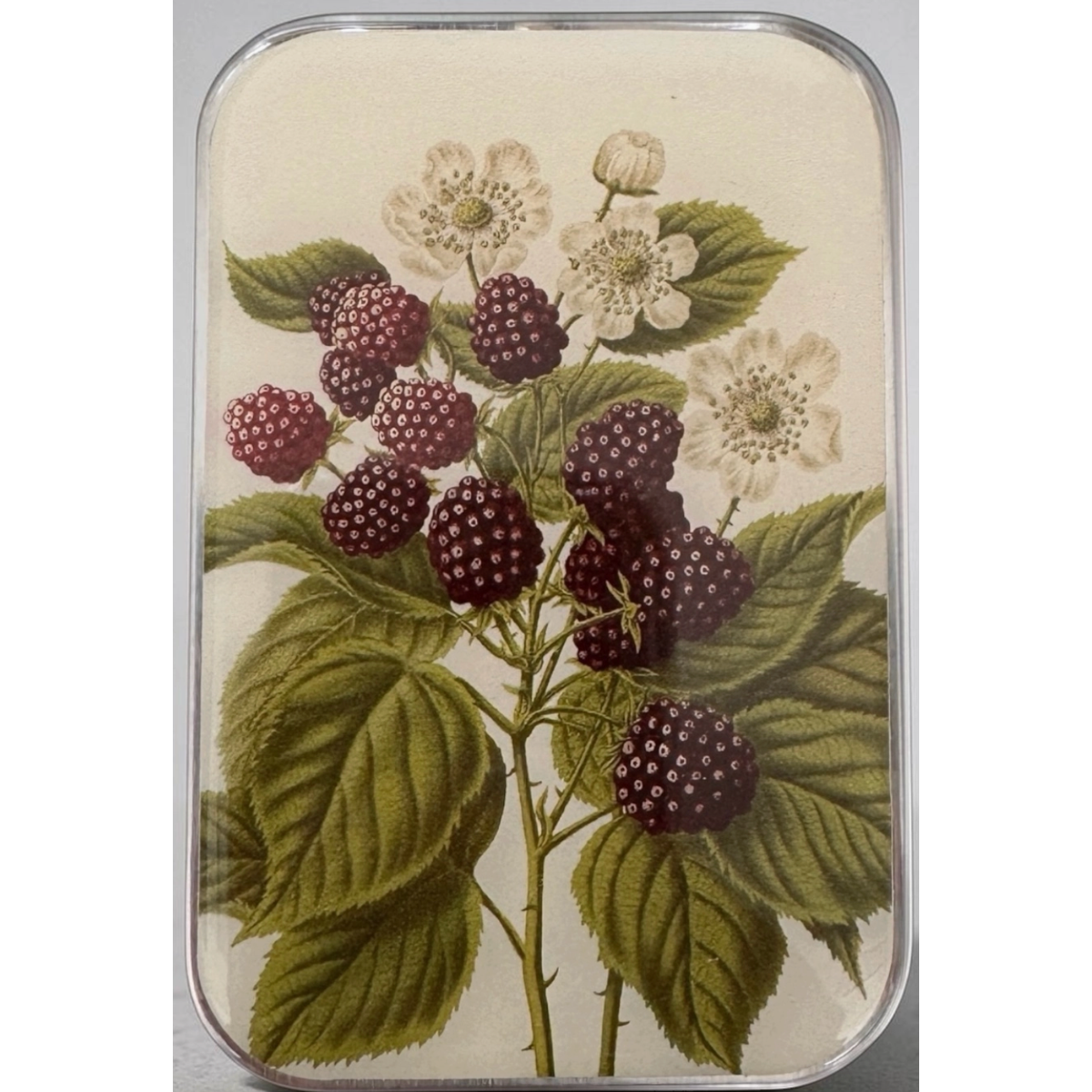 Tin Container with Magnet Large | Wild Blackberries