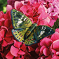 Inspirations | Beautiful Butterflies