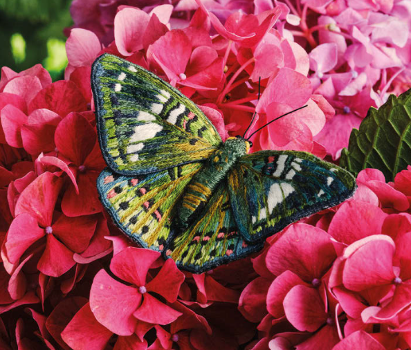 Inspirations | Beautiful Butterflies