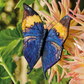 Inspirations | Beautiful Butterflies