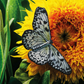 Inspirations | Beautiful Butterflies