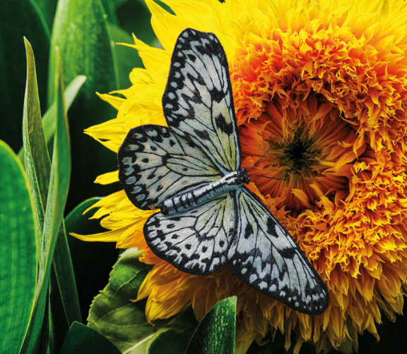 Inspirations | Beautiful Butterflies