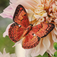 Inspirations | Beautiful Butterflies