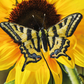Inspirations | Beautiful Butterflies