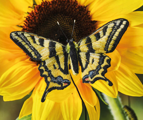 Inspirations | Beautiful Butterflies