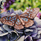 Inspirations | Beautiful Butterflies