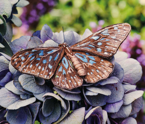 Inspirations | Beautiful Butterflies