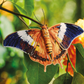 Inspirations | Beautiful Butterflies
