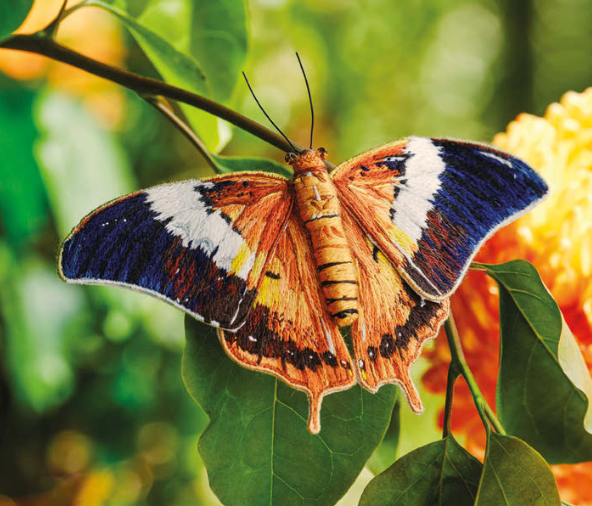 Inspirations | Beautiful Butterflies