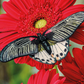 Inspirations | Beautiful Butterflies