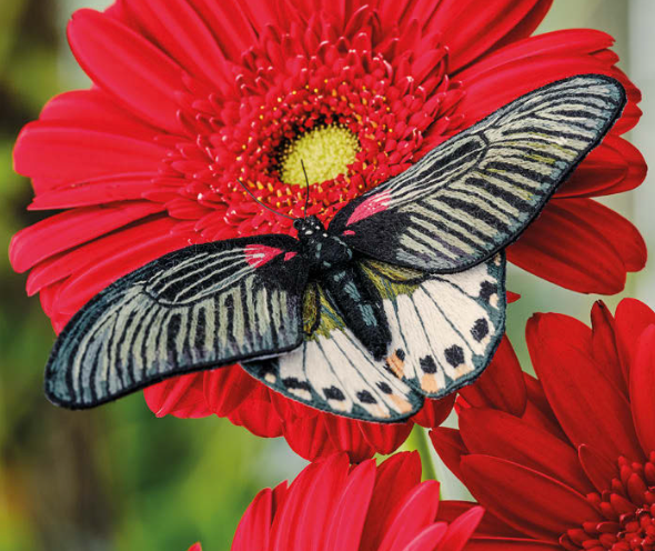 Inspirations | Beautiful Butterflies
