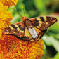 Inspirations | Beautiful Butterflies