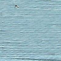 Tilli Thomas Essentials | 675 Puddle