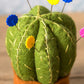 Corrine Lapierre ~ Mini Cactus Pincushion Felt Craft Kit