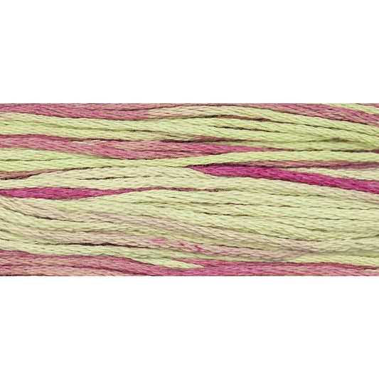 Coleus 1126