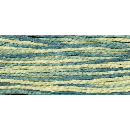 Eucalyptus 2146
